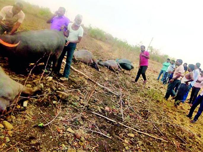 Seven buffers killed by electricity; One injured | वीजतारेच्या स्पर्शाने सात म्हशी ठार; एक जखमी Seven buffers killed by electricity; One injured | वीजतारेच्या स्पर्शाने सात म्हशी ठार; एक जखमी