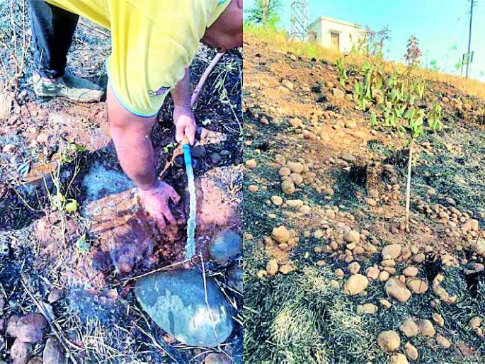 Will not waste, fight, do 4500 plantations | हरणार नाय, लढणार, ४५०० झाडांचे करू रोपण Will not waste, fight, do 4500 plantations | हरणार नाय, लढणार, ४५०० झाडांचे करू रोपण