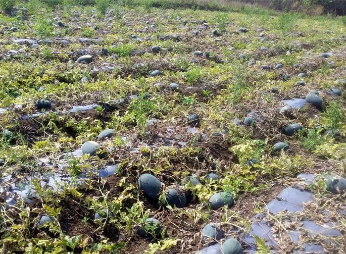 The cost of cultivation is two lakhs; Only forty thousand came to hand | लागवडीवरचा खर्च दोन लाखांचा; हाती आले केवळ चाळीस हजार 