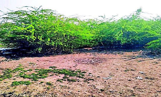 Shingada lake survival danger | शिंगाडा तलावाचे अस्तित्व धोक्यात Shingada lake survival danger | शिंगाडा तलावाचे अस्तित्व धोक्यात