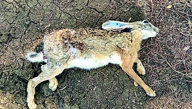 The fishes of wildlife | वन्यजीवांच्या गळ्याला फास The fishes of wildlife | वन्यजीवांच्या गळ्याला फास