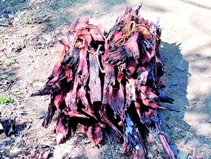 Chandan smuggling in Gopalpur ropewat | गोपालपूर रोपवाटिकेत चंदन तस्करी Chandan smuggling in Gopalpur ropewat | गोपालपूर रोपवाटिकेत चंदन तस्करी