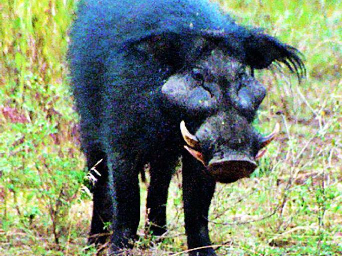 Damages of Rs 20 crore due to wildlife | वन्यप्राण्यांमुळे २० कोटींवर नुकसान