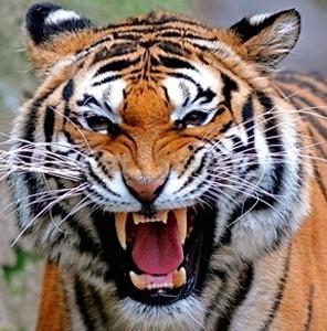 Five teams to catch Vaghala | वाघाला पकडण्यासाठी पाच पथके Five teams to catch Vaghala | वाघाला पकडण्यासाठी पाच पथके