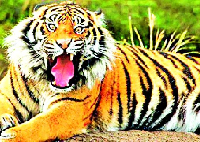 In 31 months, Tigers took 12 victims | ३१ महिन्यांत वाघाने घेतले १२ बळी In 31 months, Tigers took 12 victims | ३१ महिन्यांत वाघाने घेतले १२ बळी