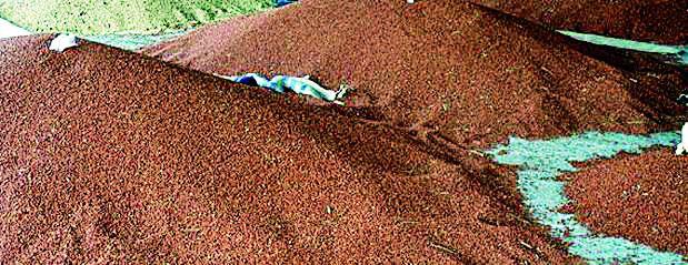 Purchase a registered fl oe till the order | आदेश येईपर्यंत नोंदणीकृत तुरीची खरेदी