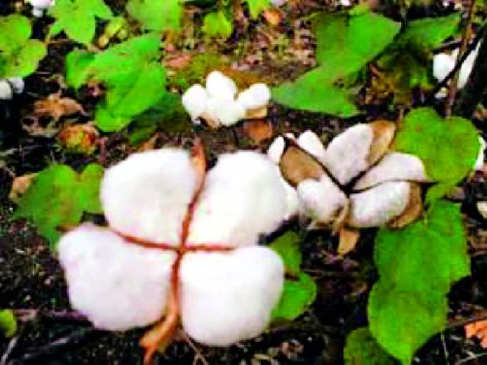 It is impossible to buy all cotton before May 31 | ३१ मेपूर्वी सर्व कापूस खरेदी आटोपणे अशक्य It is impossible to buy all cotton before May 31 | ३१ मेपूर्वी सर्व कापूस खरेदी आटोपणे अशक्य