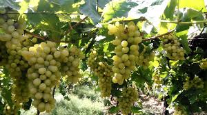 Use only certified medicines for export to grapes | द्राक्षांवर निर्यातीसाठी प्रमाणित औषधांचाच वापर करा Use only certified medicines for export to grapes | द्राक्षांवर निर्यातीसाठी प्रमाणित औषधांचाच वापर करा
