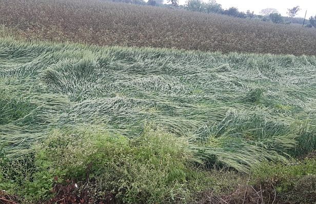 Rain everywhere in Nagpur district, mild hail in some areas | नागपूर जिल्ह्यात सर्वत्र पाऊस, काही भागात सौम्य गारपीट Rain everywhere in Nagpur district, mild hail in some areas | नागपूर जिल्ह्यात सर्वत्र पाऊस, काही भागात सौम्य गारपीट