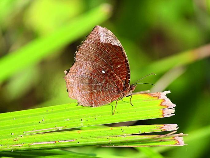 Welcome to Nagpur for new species of butterflies | फुलपाखरांच्या नव्या दाेन प्रजातींचे नागपुरात स्वागत  Welcome to Nagpur for new species of butterflies | फुलपाखरांच्या नव्या दाेन प्रजातींचे नागपुरात स्वागत