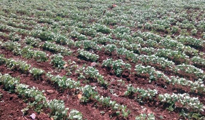 14 districts of Vidarbha and Marathwada are in Red Zone | विदर्भ व मराठवाड्यातील १४ जिल्हे दुष्काळाच्या ‘रेडझोन’मध्ये 