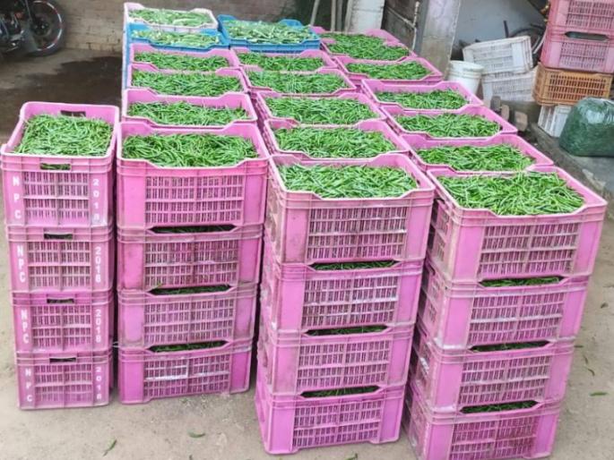 Vegetables in Bhandara district in gulf market | भंडारा जिल्ह्यातल्या भाज्या निघाल्या सातासमुद्रापार Vegetables in Bhandara district in gulf market | भंडारा जिल्ह्यातल्या भाज्या निघाल्या सातासमुद्रापार