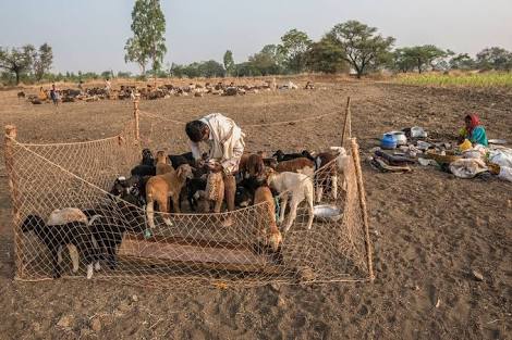 Quickly stop attacks on shepherds Demand Maharashtra Yashwant Sena warns the government | मेंढपाळांवरील हल्ले त्वरीत रोखा, अन्यथा रस्त्यावर उतरु; महाराष्ट्र यशवंत सेनेचा सरकारला इशारा Quickly stop attacks on shepherds Demand Maharashtra Yashwant Sena warns the government | मेंढपाळांवरील हल्ले त्वरीत रोखा, अन्यथा रस्त्यावर उतरु; महाराष्ट्र यशवंत सेनेचा सरकारला इशारा