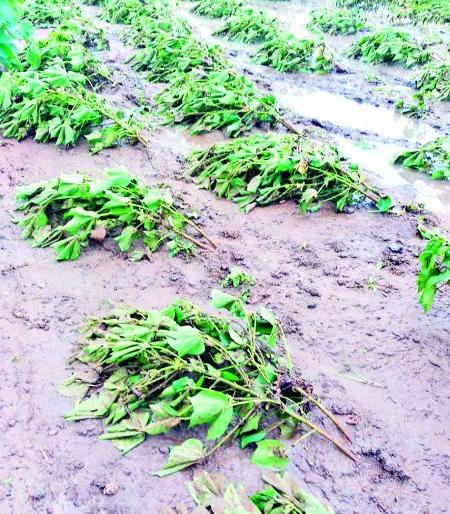 Excessive rainfall in four talukas of Yavatmal district | यवतमाळ जिल्ह्यातील चार तालुक्यांत अतिवृष्टी Excessive rainfall in four talukas of Yavatmal district | यवतमाळ जिल्ह्यातील चार तालुक्यांत अतिवृष्टी