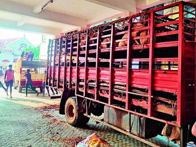 Yavatmal chief minister tackles difficult issues in the city | यवतमाळ मुख्याधिकाऱ्यांनी घातला शहरातील अवघड समस्येला हात Yavatmal chief minister tackles difficult issues in the city | यवतमाळ मुख्याधिकाऱ्यांनी घातला शहरातील अवघड समस्येला हात