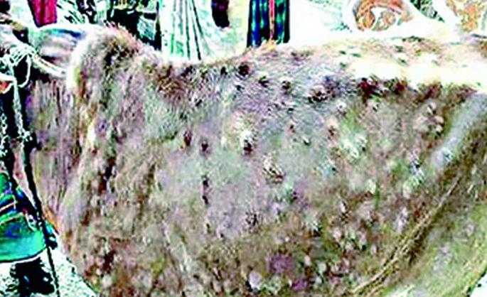 Animals are getting sick, and officials at home! | जनावरे पडताहेत आजारी, अन् अधिकारी आपापल्या घरी! Animals are getting sick, and officials at home! | जनावरे पडताहेत आजारी, अन् अधिकारी आपापल्या घरी!