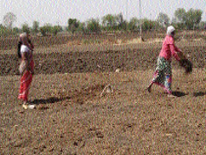 Forgetting the grief of the farmers, | दुष्काळाचे दु:ख विसरुन शेतकरी हंगामपूर्व कामांमध्ये झाले मग्न