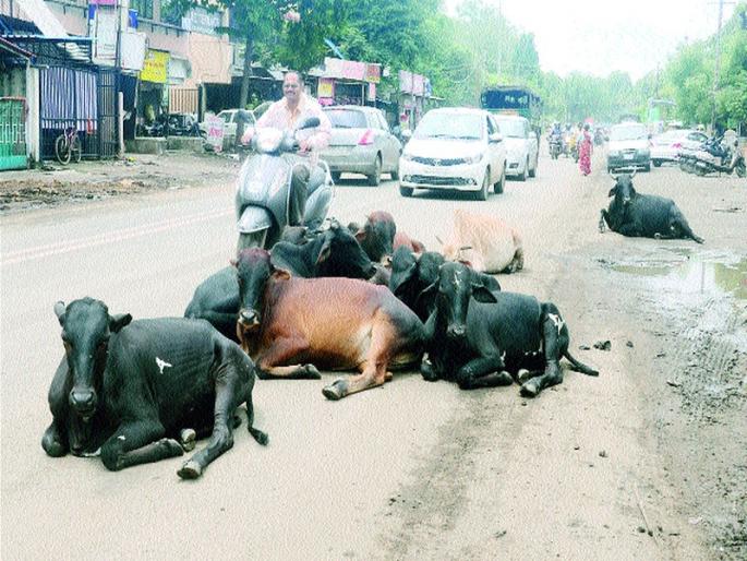 Silent animals in the temple | देवळालीत मोकाट जनावरे सुसाट Silent animals in the temple | देवळालीत मोकाट जनावरे सुसाट