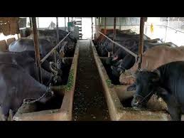 The encroached possession of the dug at Deolaligaon was removed | देवळालीगाव येथील गोठ्यांचे अतिक्र मण हटवले The encroached possession of the dug at Deolaligaon was removed | देवळालीगाव येथील गोठ्यांचे अतिक्र मण हटवले