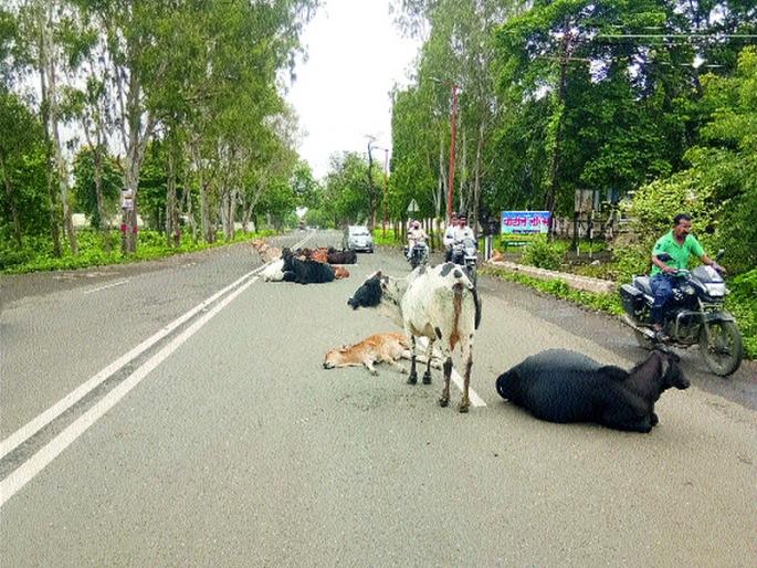 Cattle on the streets; Trafficking with civilians | रस्त्यांवर जनावरे मोकाट ; नागरिकांसह वाहनचालकांना त्रास Cattle on the streets; Trafficking with civilians | रस्त्यांवर जनावरे मोकाट ; नागरिकांसह वाहनचालकांना त्रास