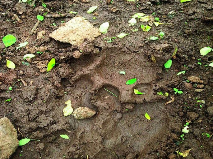 Dollhouse in Matori Shivar | मातोरी शिवारात बिबट्याचा धुमाकूळ Dollhouse in Matori Shivar | मातोरी शिवारात बिबट्याचा धुमाकूळ