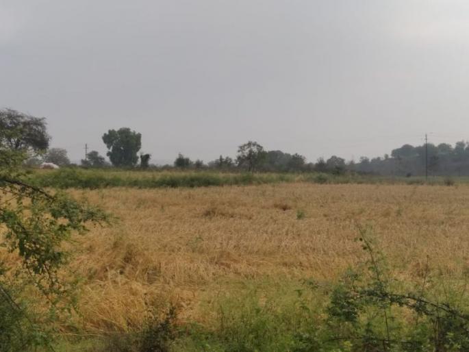 The grass of the farmer's mouth, once again, by nature's deer | पुन्हा एकदा निसर्गाने हिरावला शेतकऱ्याच्या तोंडचा घास The grass of the farmer's mouth, once again, by nature's deer | पुन्हा एकदा निसर्गाने हिरावला शेतकऱ्याच्या तोंडचा घास