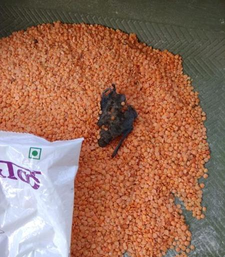 Dead bat bird found in nutritious foods in the Gondia district | गोंदिया जिल्ह्यातील अंगणवाडी पोषक आहारात वटवाघुळाचे मृत पिल्लू