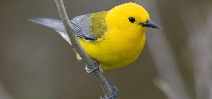 Delegation for declaration of bird week | पक्षीसप्ताह घोषित करण्यासाठी शासनाला साकडे