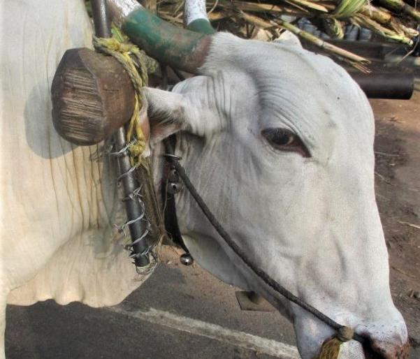 The bull horns are at risk of cancer due to oil paints | तेलरंगांमुळे बैलांच्या शिंगांना कर्करोगाचा धोका