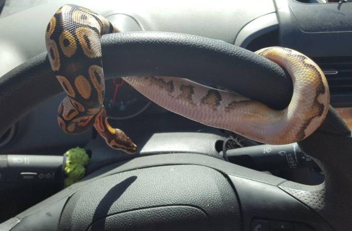 snake on the steering wheel of the bus | -अन् बसच्या स्टेअरिंगवर येऊन बसला साप snake on the steering wheel of the bus | -अन् बसच्या स्टेअरिंगवर येऊन बसला साप