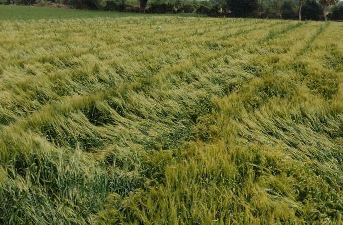 In Wardha district, unseasonal rains washed away wheat along with gram | वर्धा जिल्ह्यात अवकाळी पावसाने हरभऱ्यासह गव्हाला झोडपून काढले In Wardha district, unseasonal rains washed away wheat along with gram | वर्धा जिल्ह्यात अवकाळी पावसाने हरभऱ्यासह गव्हाला झोडपून काढले