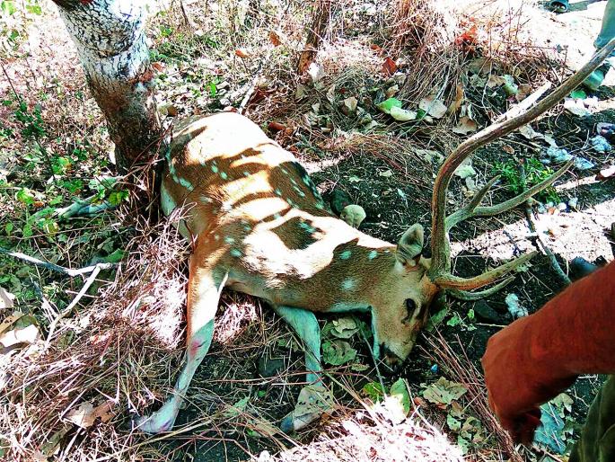 Deer killed in an unidentified vehicle on the Umared-Nagpur highway | उमरेड-नागपूर महामार्गावर अज्ञात वाहनाच्या धडकेत चितळ ठार Deer killed in an unidentified vehicle on the Umared-Nagpur highway | उमरेड-नागपूर महामार्गावर अज्ञात वाहनाच्या धडकेत चितळ ठार