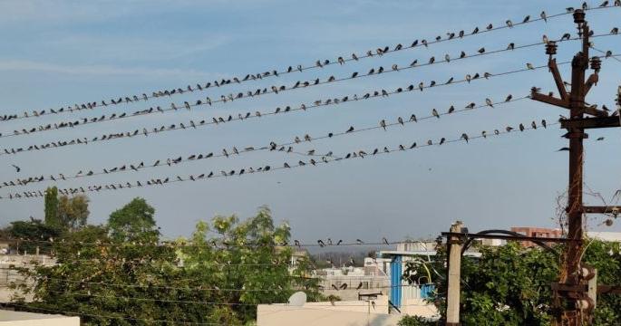 Bird school fills on electric wires at Yavatmal | यवतमाळ येथे विद्युत तारांवर भरते पक्ष्यांची शाळा