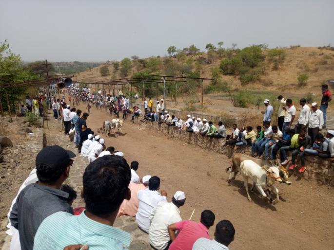 Bullock cart races while banned .... bullock cart owner aggressive | बंदी असताना धावले बैलगाडे .... बैलगाडा मालक आक्रमक Bullock cart races while banned .... bullock cart owner aggressive | बंदी असताना धावले बैलगाडे .... बैलगाडा मालक आक्रमक
