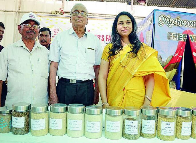 Research of wheat yielding 27 quintals per acre | एकरी २७ क्विंटल उत्पादन देणाऱ्या धानाचे संशोधन Research of wheat yielding 27 quintals per acre | एकरी २७ क्विंटल उत्पादन देणाऱ्या धानाचे संशोधन