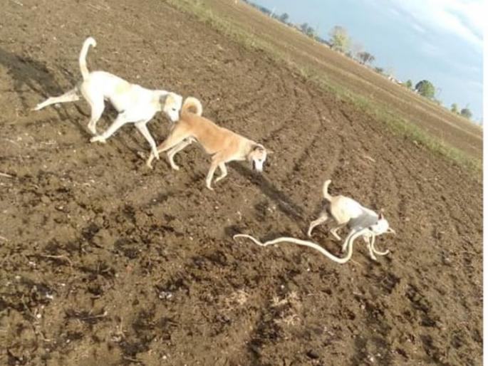 ‘She’ struggles with the cobra to save the owner’s life; Abandoned soul | मालकाचा जीव वाचविण्यासाठी ‘तिने’ दिली नागाशी झुंज; अखेर प्राण सोडले! ‘She’ struggles with the cobra to save the owner’s life; Abandoned soul | मालकाचा जीव वाचविण्यासाठी ‘तिने’ दिली नागाशी झुंज; अखेर प्राण सोडले!