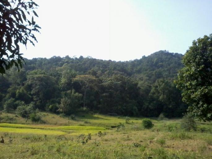 Struggle between Jabranjot farmers and the forest department | जबरानजोत शेतकरी आणि वनविभागात संघर्ष