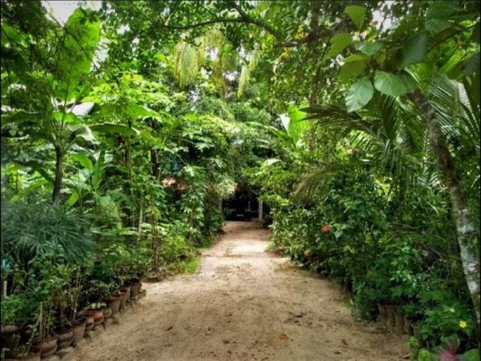 Nagar Van Udyan Yojana to be implemented in 26 districts of the state | राज्यातील २६ जिल्ह्यात राबविणार नगर वन उद्यान योजना Nagar Van Udyan Yojana to be implemented in 26 districts of the state | राज्यातील २६ जिल्ह्यात राबविणार नगर वन उद्यान योजना