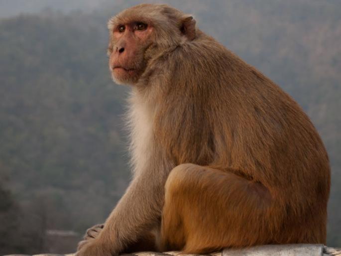 The funeral took place on dead monkey in Wardha district | वर्धा जिल्ह्यात मृत माकडावर केला अंत्यसंस्कार The funeral took place on dead monkey in Wardha district | वर्धा जिल्ह्यात मृत माकडावर केला अंत्यसंस्कार