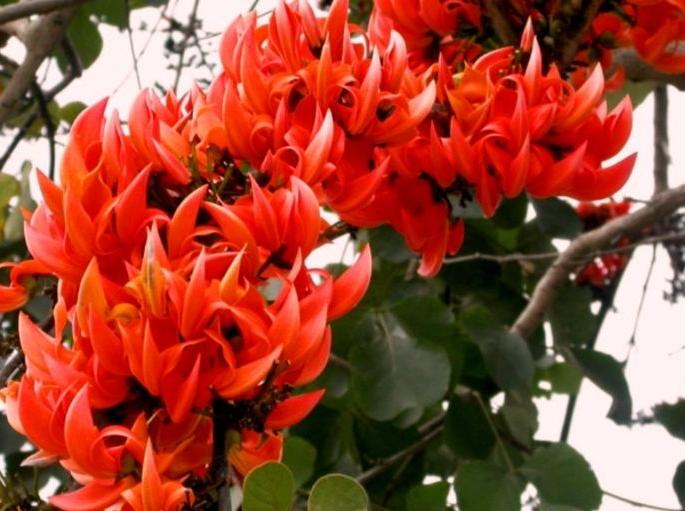 Eco-friendly Pulse tree in Vidharbha | विदर्भात फुलू लागले पर्यावरणपूरक पळस वृक्ष Eco-friendly Pulse tree in Vidharbha | विदर्भात फुलू लागले पर्यावरणपूरक पळस वृक्ष