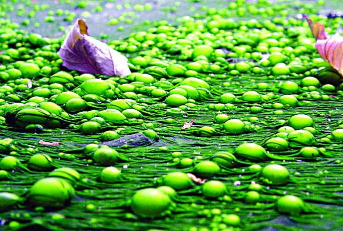 The level of nitrate in the water of Nagpur district is dangerous | नागपूर जिल्ह्यातील पाण्यात नायट्रेटचा स्तर धोकादायक The level of nitrate in the water of Nagpur district is dangerous | नागपूर जिल्ह्यातील पाण्यात नायट्रेटचा स्तर धोकादायक