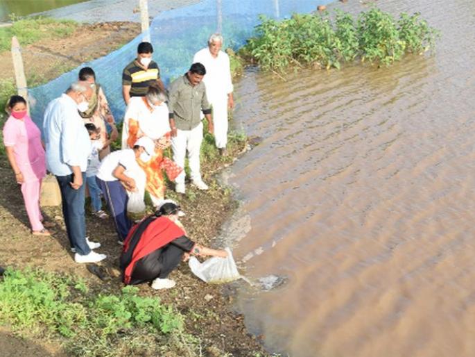 Fish seeds thrown in the dam for employment of tribal brothers | आदिवासी बांधवाच्या रोजगारासाठी बंधाऱ्यात टाकली मत्स्यबीज Fish seeds thrown in the dam for employment of tribal brothers | आदिवासी बांधवाच्या रोजगारासाठी बंधाऱ्यात टाकली मत्स्यबीज