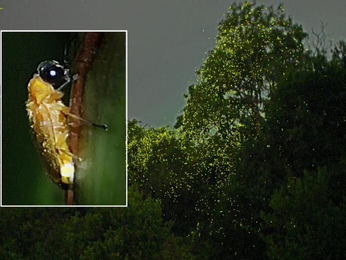 The light of the fireflies dimmed due to unseasonal rains | Kolhapur: काजव्यांची लूकलूक.. अवकाळीमुळे झाली अंधूक; पर्यटकांची निराशा The light of the fireflies dimmed due to unseasonal rains | Kolhapur: काजव्यांची लूकलूक.. अवकाळीमुळे झाली अंधूक; पर्यटकांची निराशा