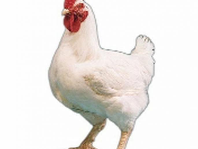 'Corona' hits the poultry business | ‘कोरोना’ चा पोल्ट्री व्यवसायाला फटका 'Corona' hits the poultry business | ‘कोरोना’ चा पोल्ट्री व्यवसायाला फटका