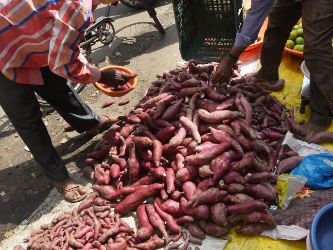 The onion exploded, the cilantro sprouted, the yams increased | कांदा भडकला, कोथिंबीर आवाक्यात, रताळ्यांची आवक वाढली The onion exploded, the cilantro sprouted, the yams increased | कांदा भडकला, कोथिंबीर आवाक्यात, रताळ्यांची आवक वाढली