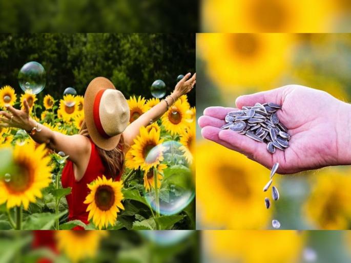Sunflower seeds health benefits its reduce bad cholesterol and save from heart attach, know how | Heart Attack पासून वाचवतात सूर्यफुलाच्या बीया, Cholesterol ठेवतात कंट्रोलमध्ये! Sunflower seeds health benefits its reduce bad cholesterol and save from heart attach, know how | Heart Attack पासून वाचवतात सूर्यफुलाच्या बीया, Cholesterol ठेवतात कंट्रोलमध्ये!