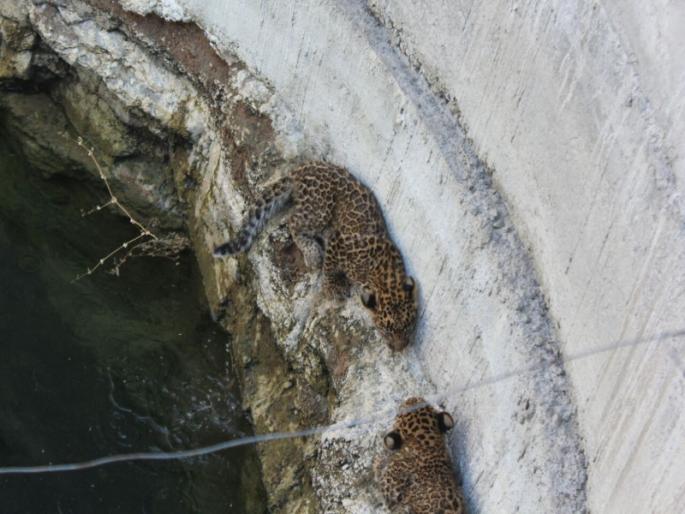 Lives of the two leopards fall in the well; incident in Pimpalwandi in Pune | विहिरीत पडलेल्या दोन बिबट्याच्या बछड्यांना जीवदान; पुण्यातील पिंपळवंडी शिवारातील घटना Lives of the two leopards fall in the well; incident in Pimpalwandi in Pune | विहिरीत पडलेल्या दोन बिबट्याच्या बछड्यांना जीवदान; पुण्यातील पिंपळवंडी शिवारातील घटना