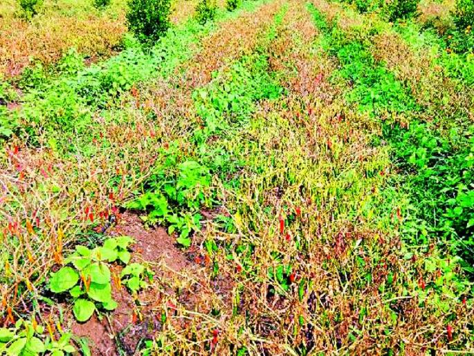 Infection of salivary disease on cotton, peppermint | कपाशीवर लाल्या रोगाची लागण, मिरचीवर करपा Infection of salivary disease on cotton, peppermint | कपाशीवर लाल्या रोगाची लागण, मिरचीवर करपा