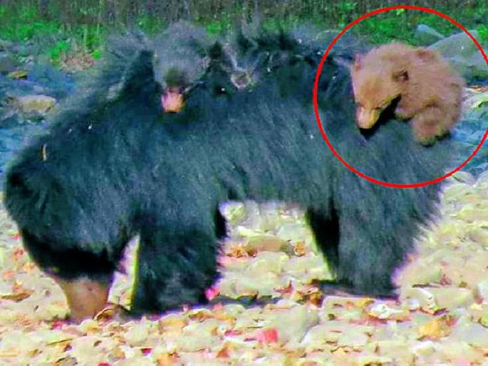 Brown bear puppies were also found in the Bor Tiger Sanctuary | बोर व्याघ्र अभयारण्यातही आढळले तपकिरी अस्वलीचे पिल्लू Brown bear puppies were also found in the Bor Tiger Sanctuary | बोर व्याघ्र अभयारण्यातही आढळले तपकिरी अस्वलीचे पिल्लू