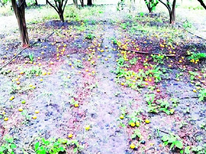 The larvae on the leaves of the orange tree | संत्रा झाडांच्या पानांवर अळ्या The larvae on the leaves of the orange tree | संत्रा झाडांच्या पानांवर अळ्या